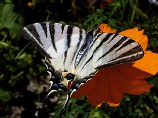 Erik Krlangkuyruk (Iphiclides podalirius)