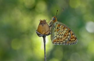 Niyobe (Fabriciana niobe)