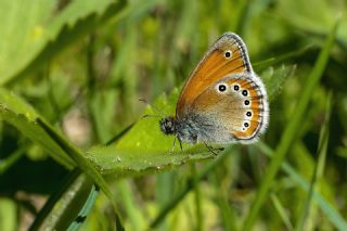 Rus Zpzp Perisi (Coenonympha leander)