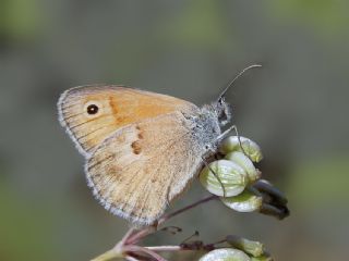 Kk Zpzp Perisi (Coenonympha pamphilus)