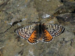 Benekli parhan (Melitaea didyma)