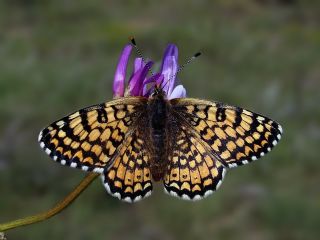 parhan (Melitaea cinxia)