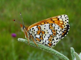 parhan (Melitaea cinxia)