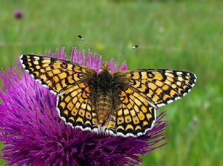 parhan (Melitaea cinxia)