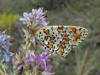 Cezayirli parhan (Melitaea ornata)