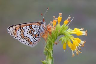 parhan (Melitaea cinxia)