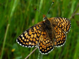 parhan (Melitaea cinxia)