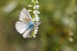 okgzl Anadolu Beyaz (Polyommatus menalcas)