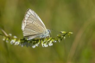 okgzl Anadolu Beyaz (Polyommatus menalcas)