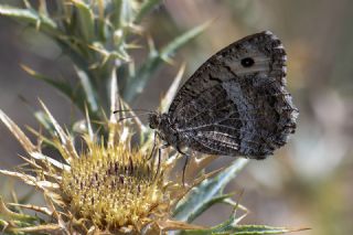 Seyit (Arethusana arethusa)