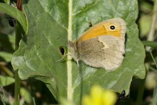 K���k Z�pz�p Perisi&nbsp;(Coenonympha&nbsp;pamphilus)