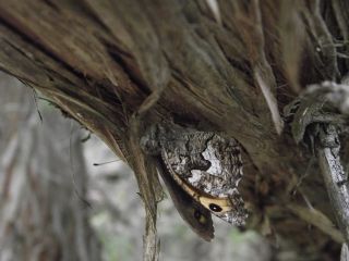 Anadolu Kzlmelei (Hipparchia pellucida)