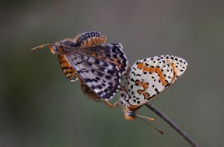 Benekli parhan (Melitaea didyma)