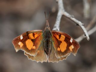 itlembik Kelebei (Libythea celtis)