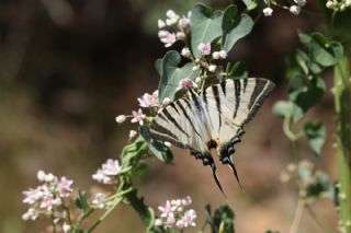 Erik Krlangkuyruk (Iphiclides podalirius)