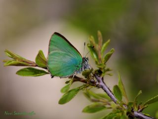 Zmrt (Callophrys rubi)