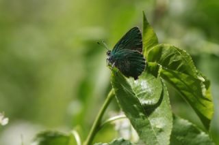 Zmrt (Callophrys rubi)