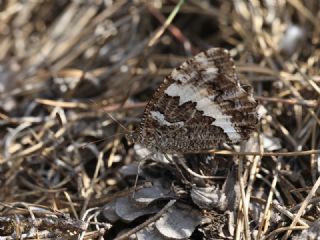 Kara Murat (Brintesia  circe)