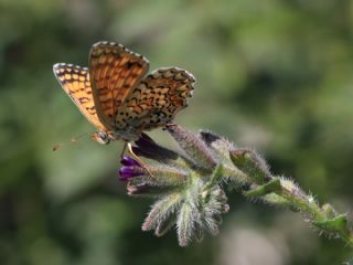 Benekli Byk parhan (Melitaea phoebe)