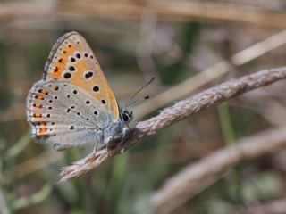 Kk Ate Gzeli (Lycaena thersamon)