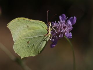 Orakkanat (Gonepteryx rhamni)