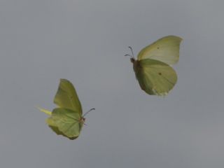 Orakkanat (Gonepteryx rhamni)