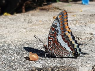 ift Kuyruklu Paa (Charaxes jasius )