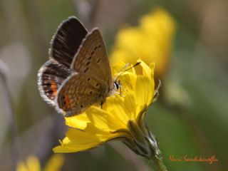 Mcevher Kelebei (Chilades trochylus)