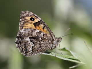 Gney Kzlmelei (Hipparchia senthes)