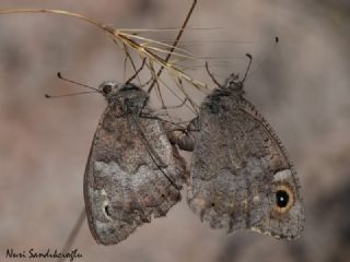 Aa Karamelei (Hipparchia statilinus)