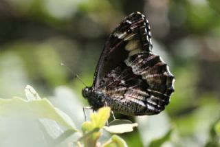 B�y�k Karamelek&nbsp;(Hipparchia&nbsp;syriaca)