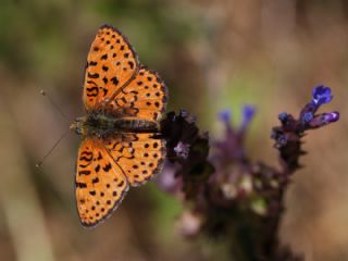 ift Noktal Brentis (Brenthis hecate)