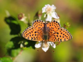 ift Noktal Brentis (Brenthis hecate)