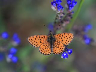 ift Noktal Brentis (Brenthis hecate)