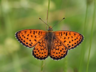 ift Noktal Brentis (Brenthis hecate)