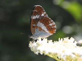 Hanımeli Kelebeği (Limenitis camilla)