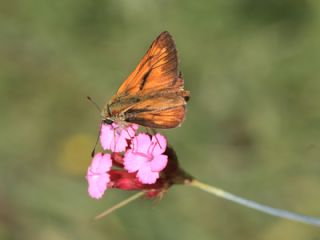 Orman Zpzp (Ochlodes sylvanus)