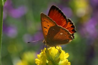 Orman Bakr Gzeli (Lycaena virgaureae)