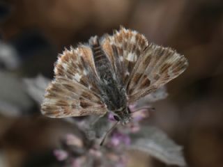Mermer Zpzp (Carcharodus lavatherae)