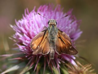 Gm Benekli Zpzp (Hesperia comma)