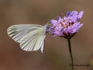 Narin Orman Beyaz (Leptidea sinapis)