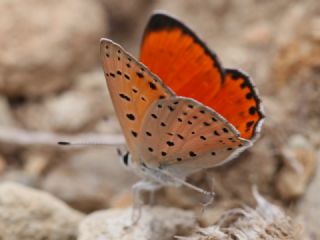 Alev Ategzeli (Lycaena kefersteinii)