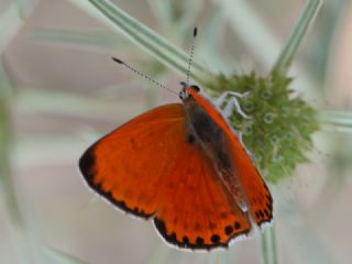 Alev Ategzeli (Lycaena kefersteinii)