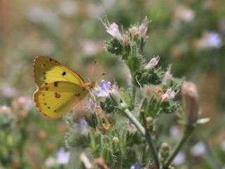 Gzel Azamet (Colias alfacariensis)