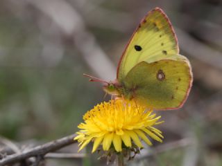 Gzel Azamet (Colias alfacariensis)