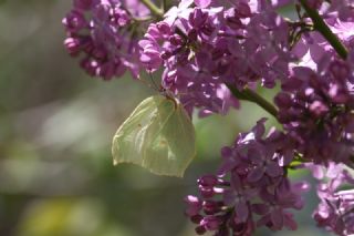 Orakkanat (Gonepteryx rhamni)