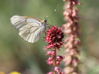 Al Beyaz (Aporia crataegi)