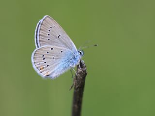 okgzl Gzel Mavi (Polyommatus bellis)