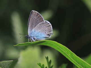 okgzl Rus Mavisi (Polyommatus coelestina)