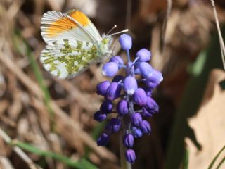 Turuncu Ssl (Anthocharis cardamines)